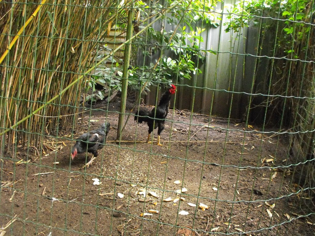 coq shamo avec 3 poules, Poule ou poulet