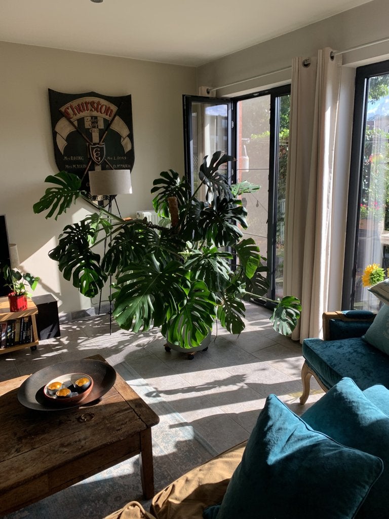Kamerplant, Ophalen, Overige soorten, Halfschaduw, In pot