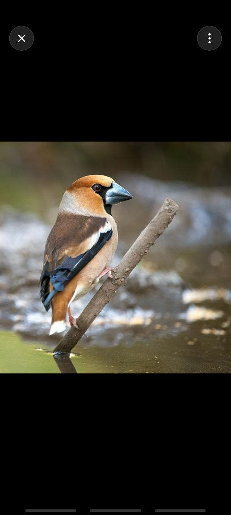 Je cherche un couple de gros bec casse noyaux, Animaux & Accessoires, Oiseaux | Oiseaux Autre