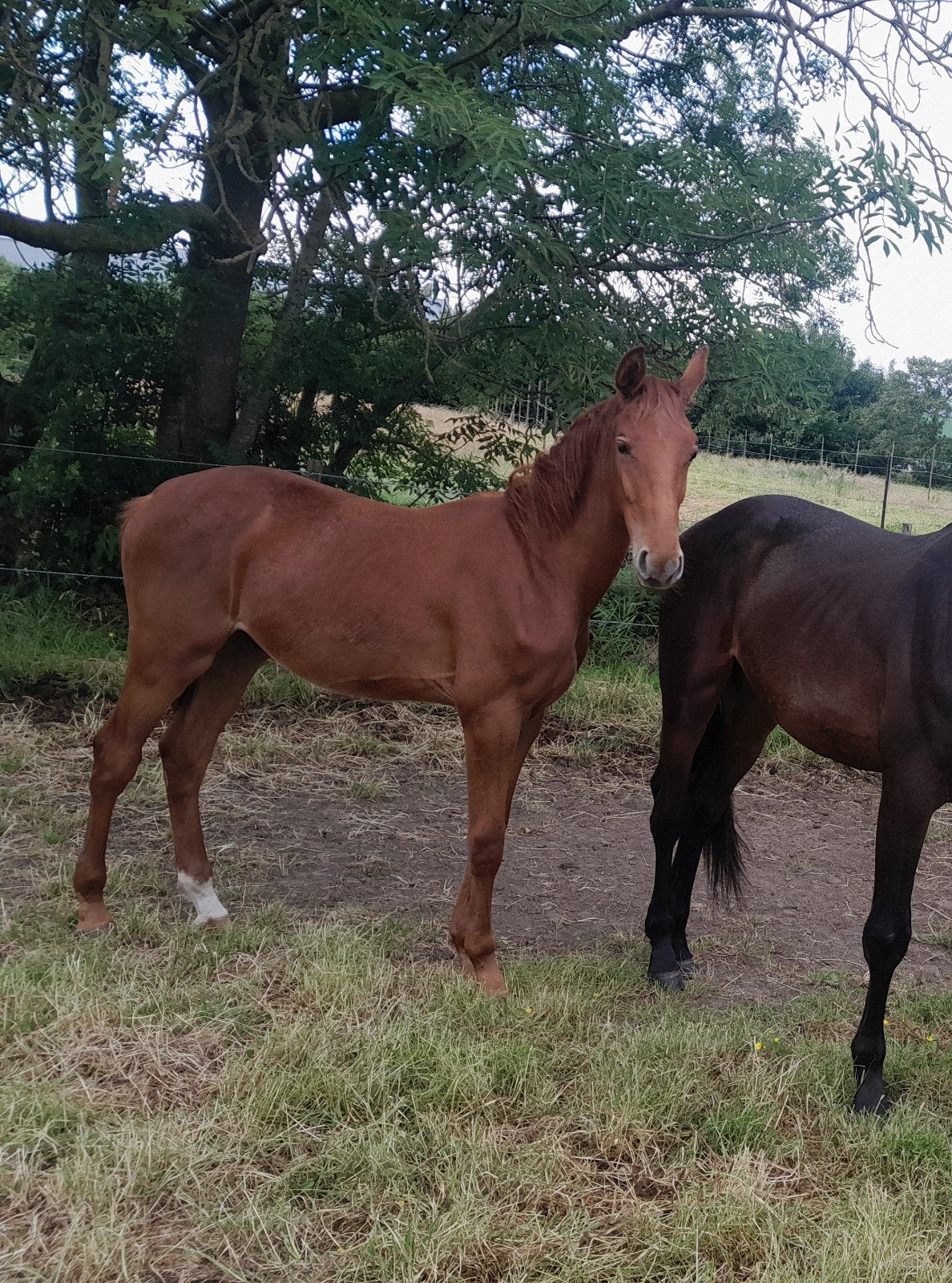 hengst 18 maand, Springpaard, Minder dan 160 cm, Met stamboom, 0 tot 2 jaar