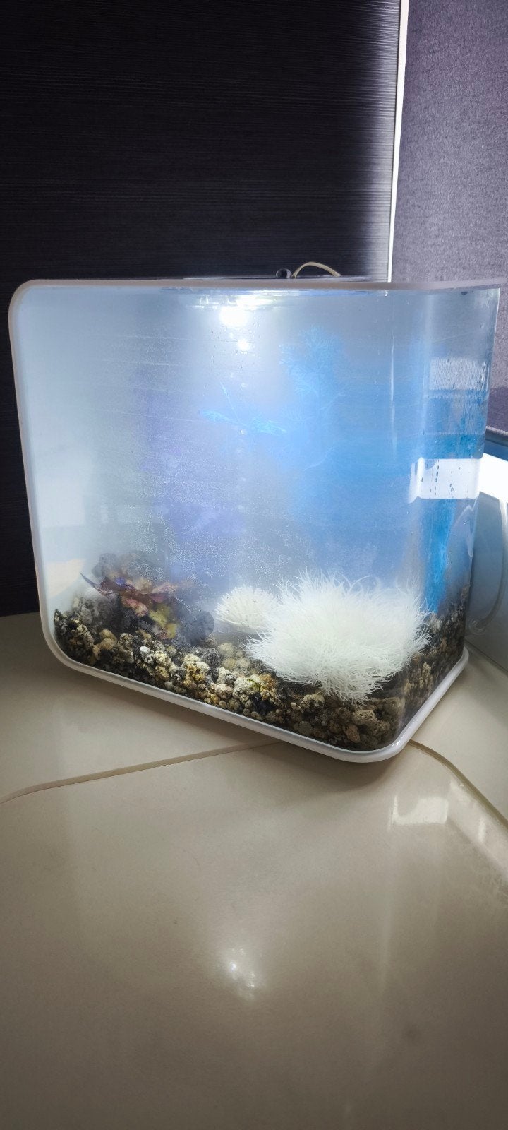 Aquarium NIEUW, Dieren en Toebehoren, Ophalen, Pomp