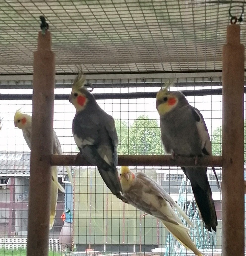 Valkparkieten, Meerdere dieren