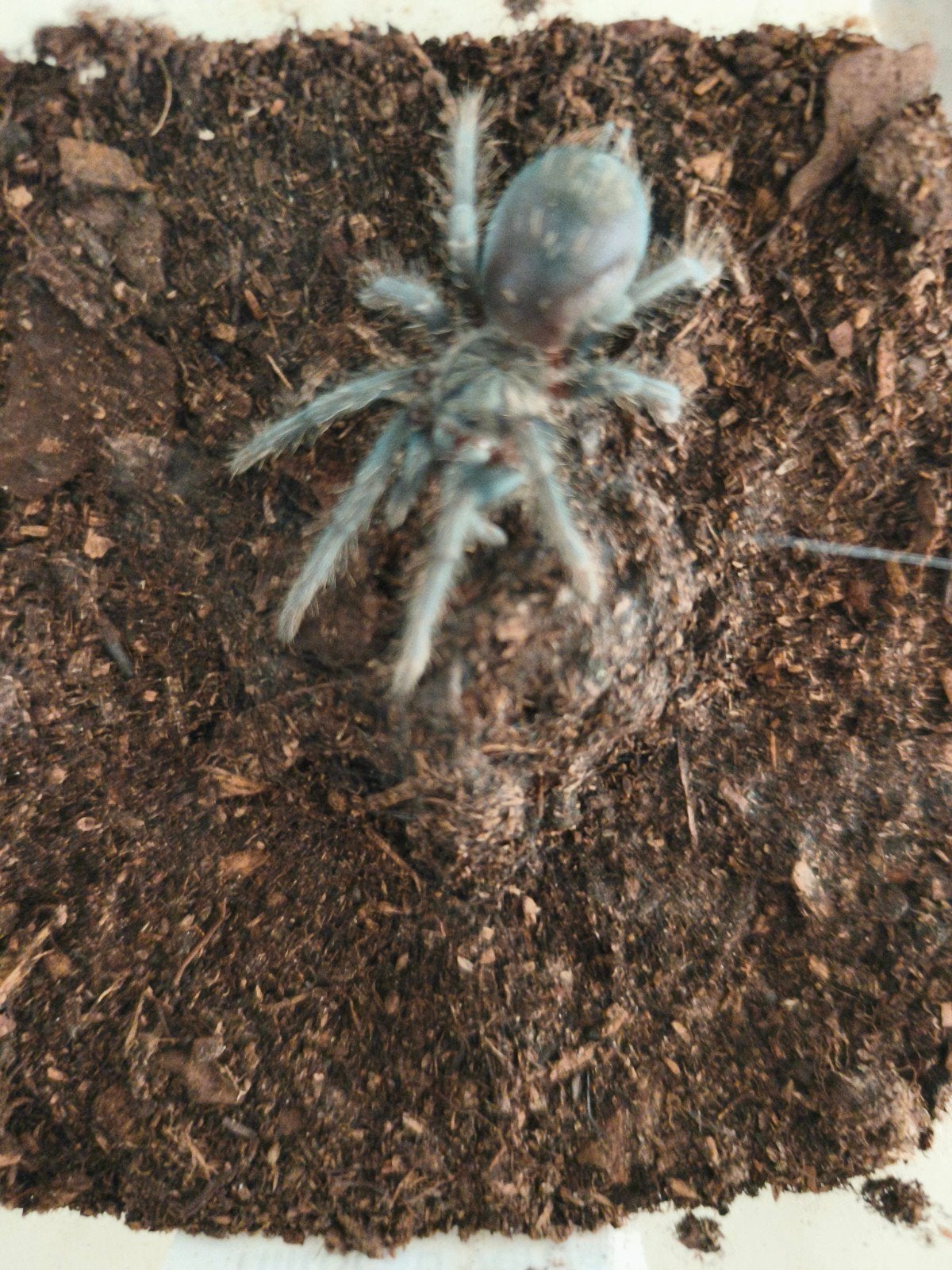 phormictopus sp dominican purple
