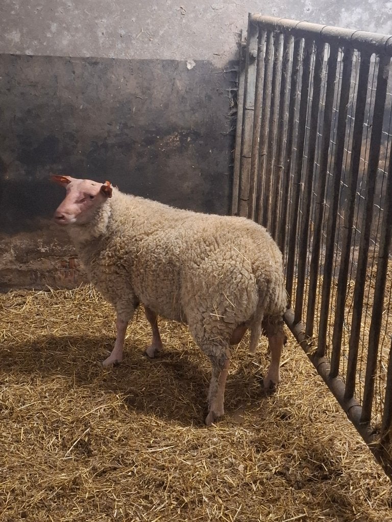Stamboek Rouge de l'Ouest ramlam, Meerdere dieren, Schaap, 0 tot 2 jaar