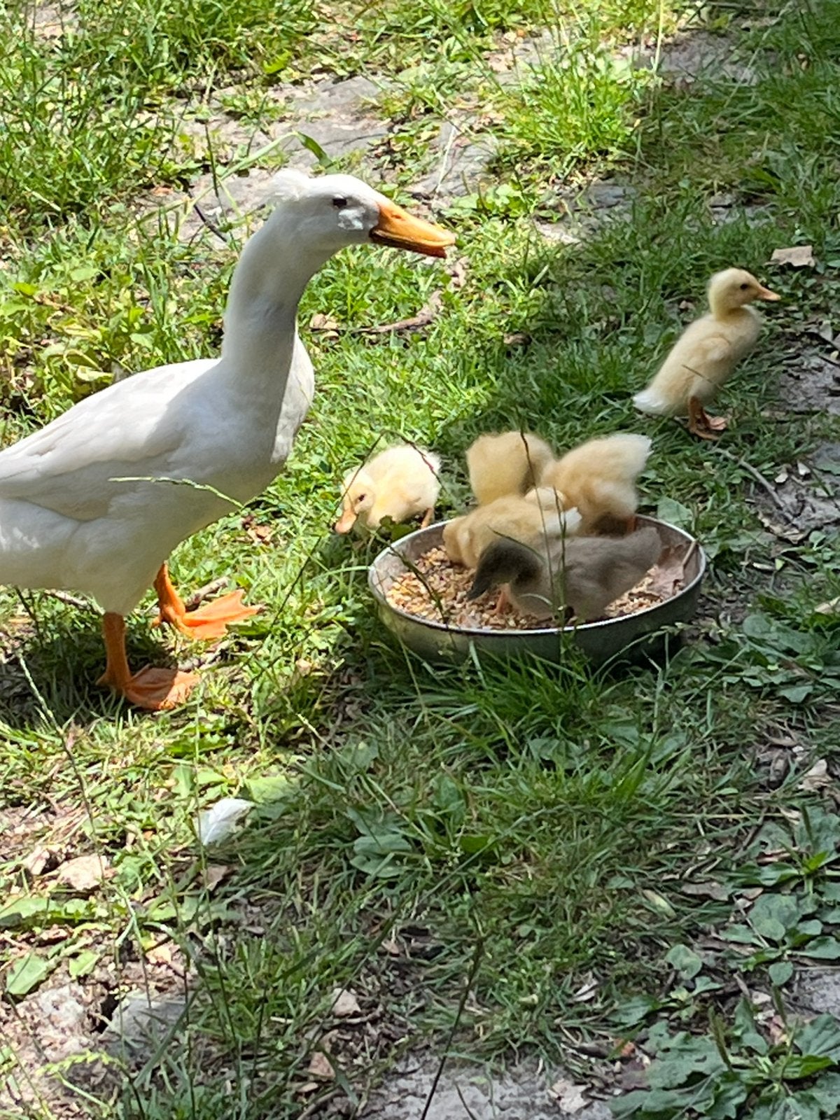 Nog 3 baby loopeendjes bijde ouders hebben een kuifje, Dieren en Toebehoren