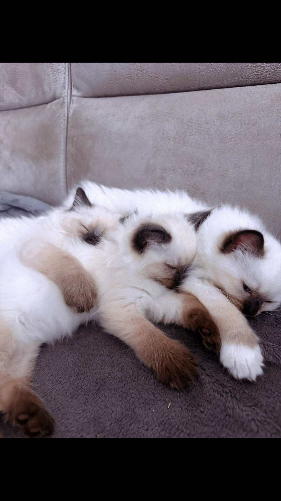 des jolis et gentils chatons Ragdoll disponible, Plusieurs animaux, Vermifugé, 0 à 2 ans