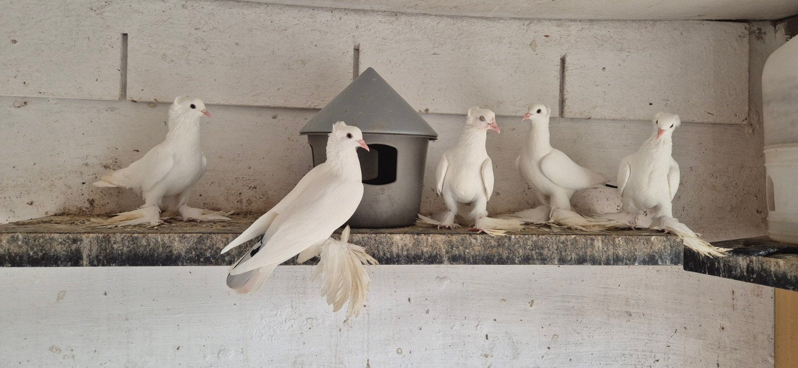 duiven, Dieren en Toebehoren