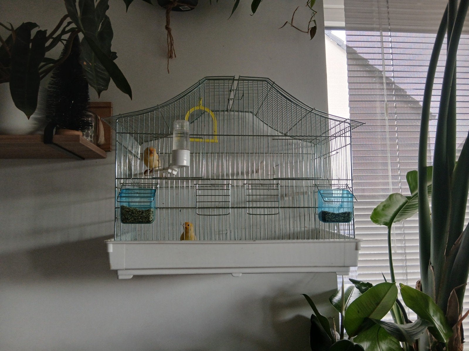 Canaries