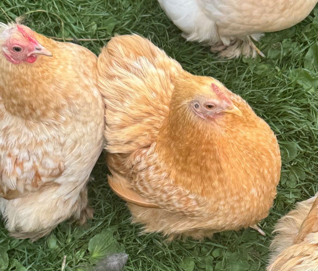 Poule pékin naine, Animaux & Accessoires, Femelle, Poule ou poulet