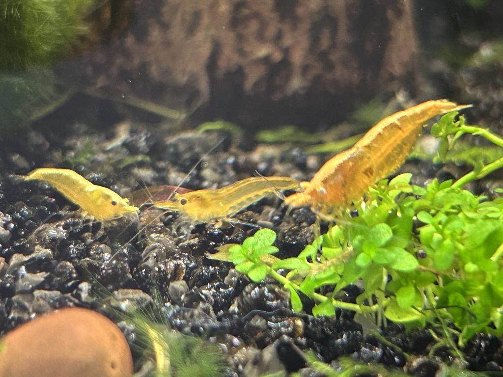 Neocaridina garnalen Golden top, Homard, Crabe ou Crevette, Poisson d'eau douce, Banc de poissons