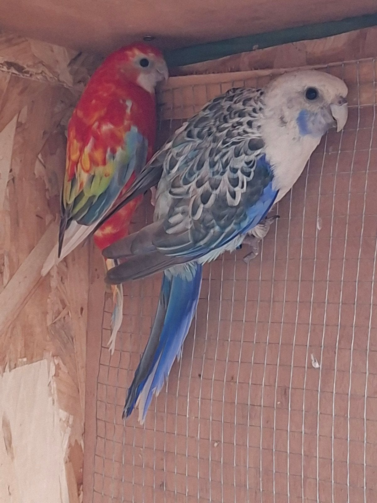Koppel rosella, Dieren en Toebehoren, Vogels | Parkieten en Papegaaien