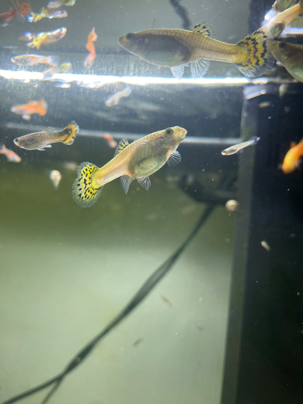 Guppies, Dieren en Toebehoren, Vis, Zoetwatervis, Schoolvis