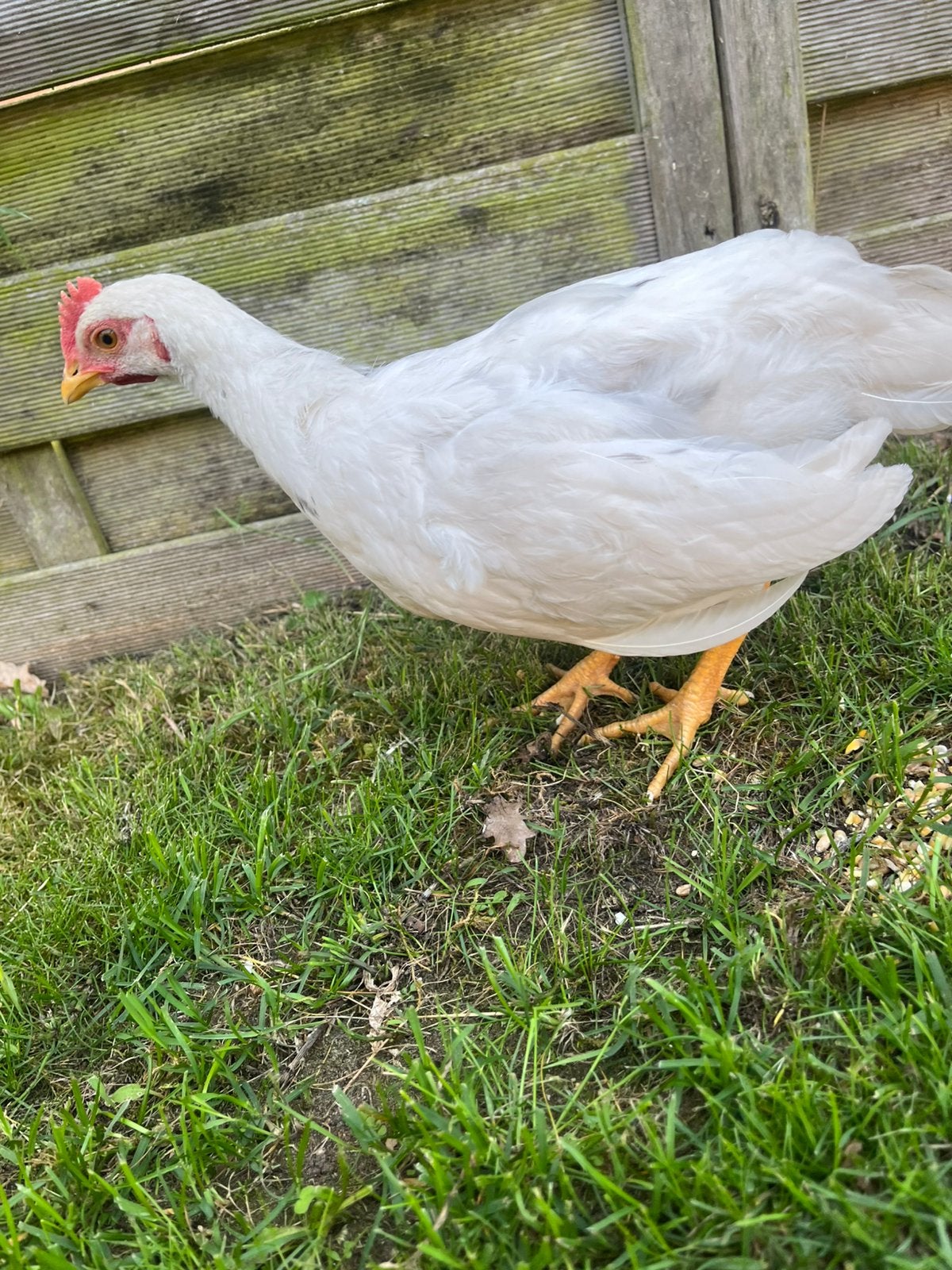 Lerhorn haan, Dieren en Toebehoren