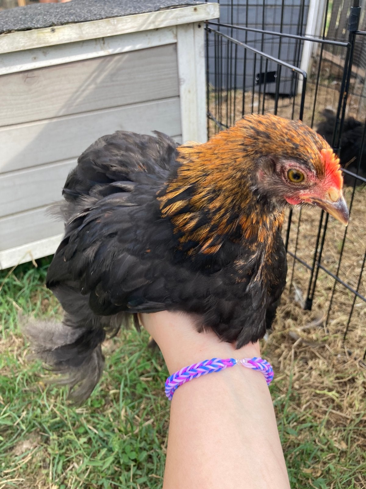 Cochin kriel haan, Dieren en Toebehoren