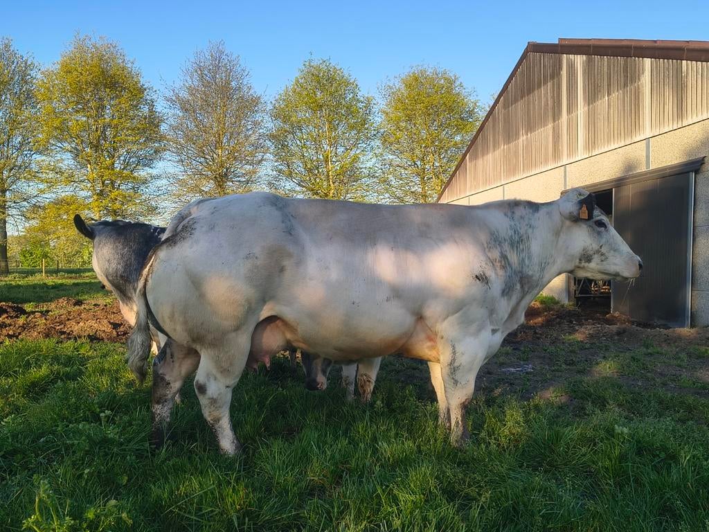 Fok/spoelkoe, Dieren en Toebehoren, Runderen