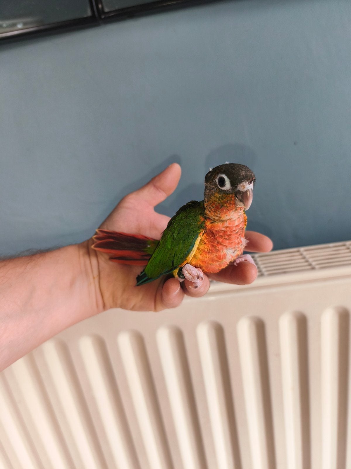 Jeunes conures molinae, Animaux & Accessoires, Bagué