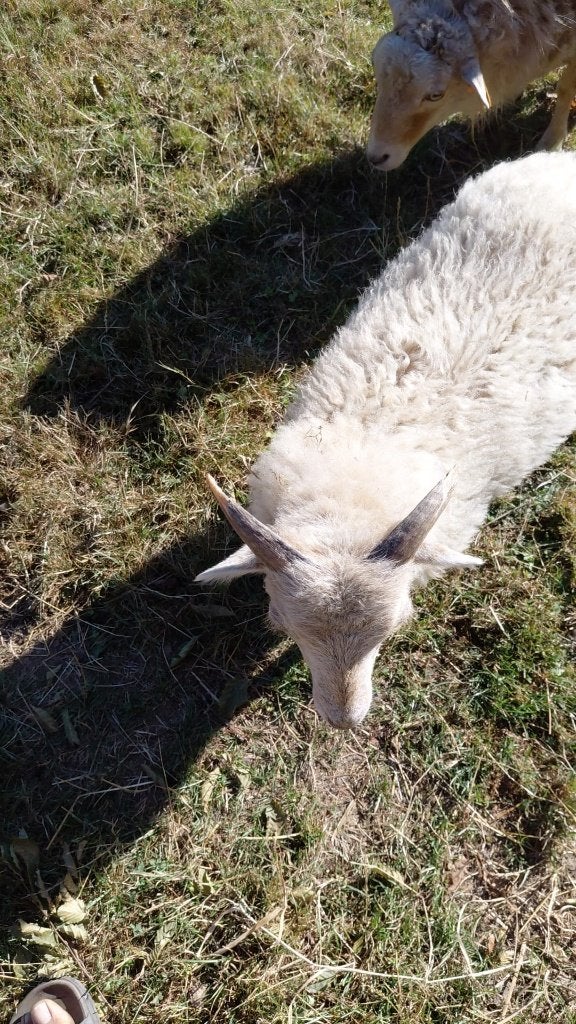 Ouessant ram (16 maanden en 3 maanden), Mâle, Mouton, 0 à 2 ans