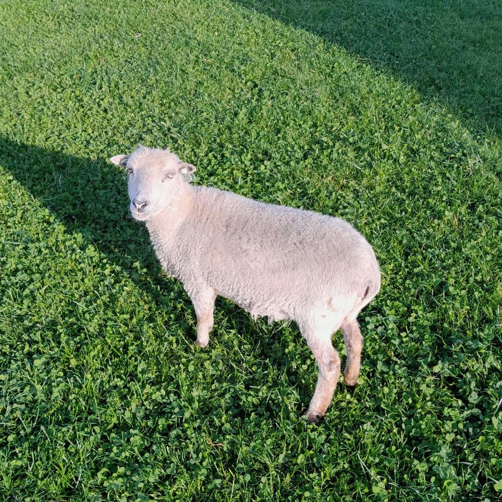 Te koop: Ouessant ooi met ramlam