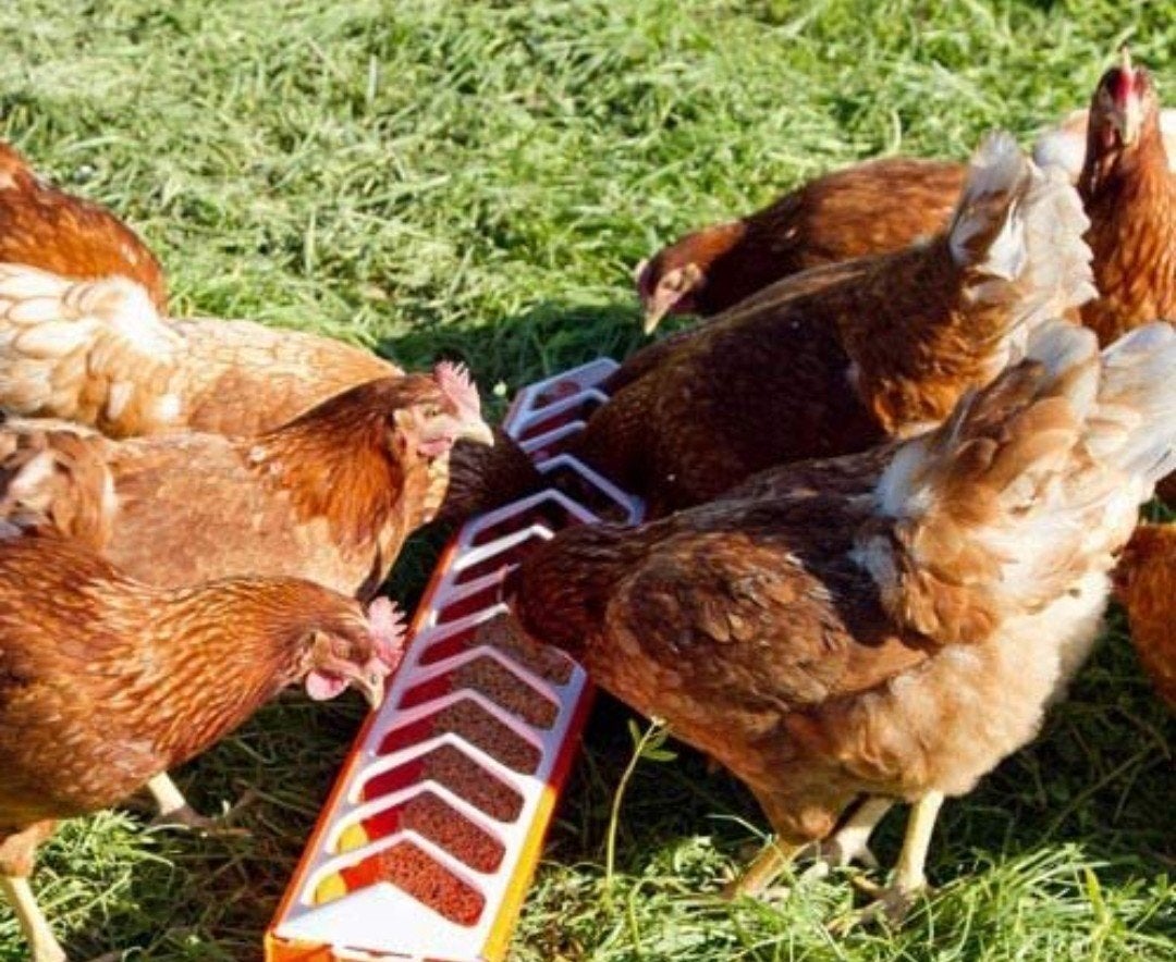 jonge bruine legkippen, Dieren en Toebehoren, Pluimvee, Kip