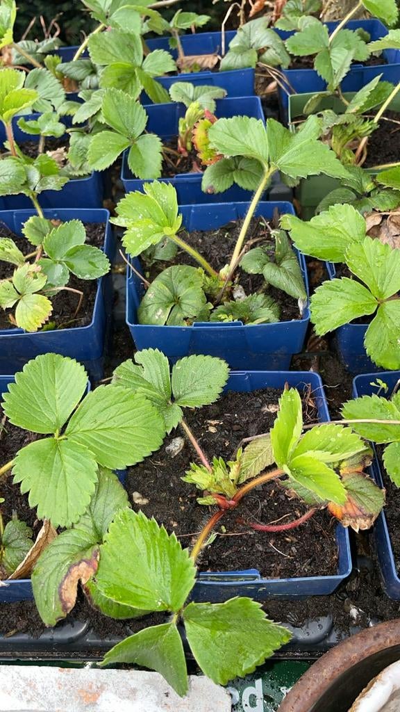 Aardbeiplanten, Ophalen