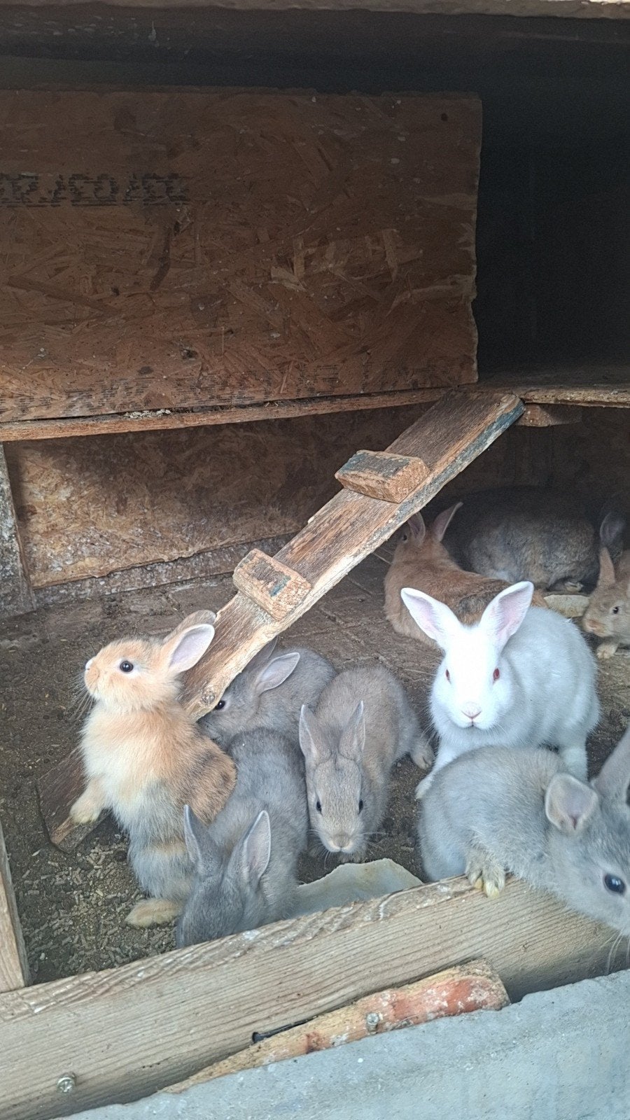 lapin nain bébé, Plusieurs animaux, Nain, 0 à 2 ans