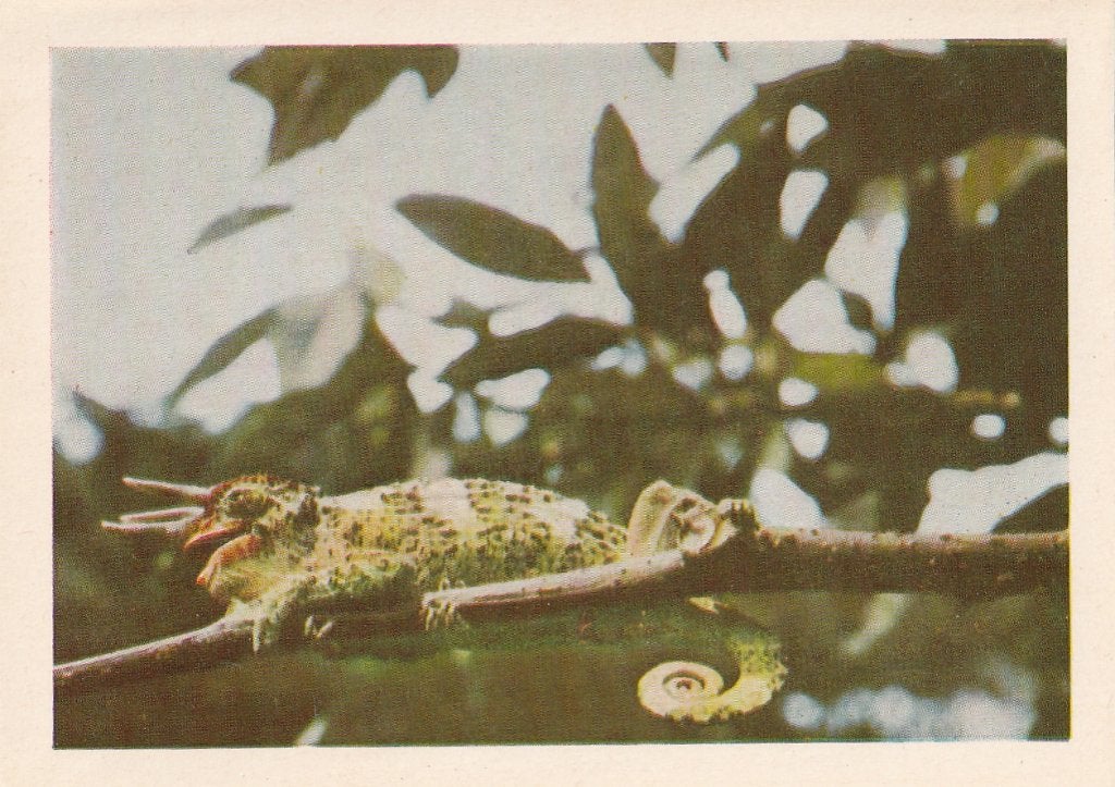CHROMO  HOORNKAMELEON, Envoi, Comme neuf, Animal, Gravure
