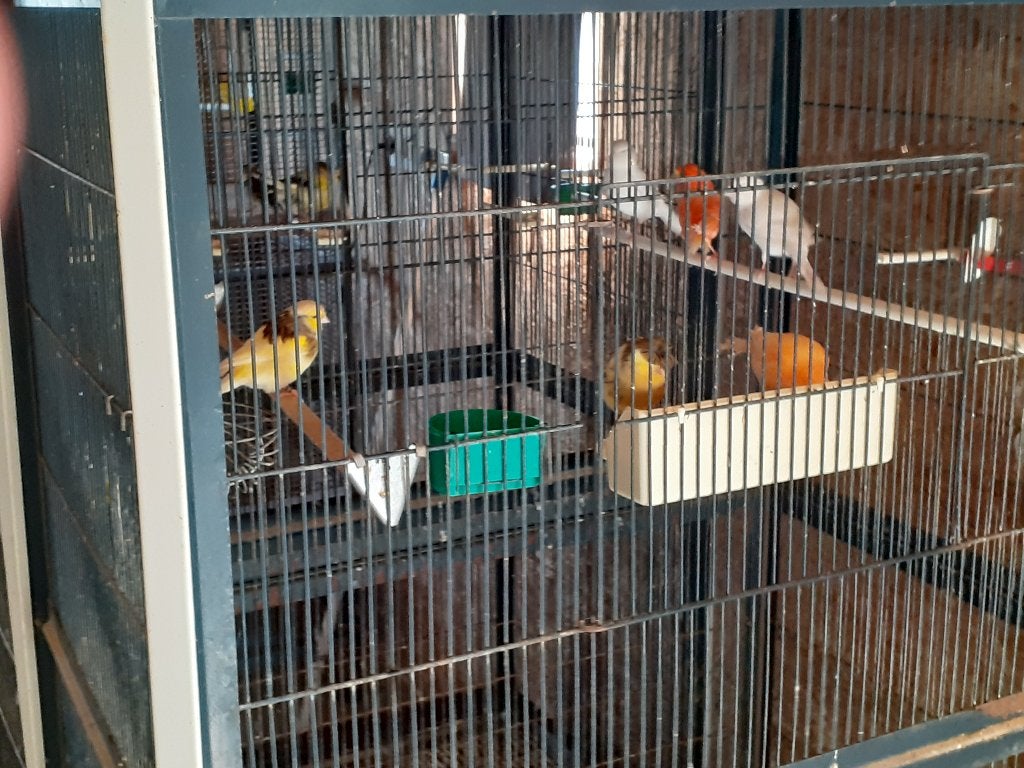 40-tal kanaries, wegens stopzetting hobby, Dieren en Toebehoren, Kleurkanarie