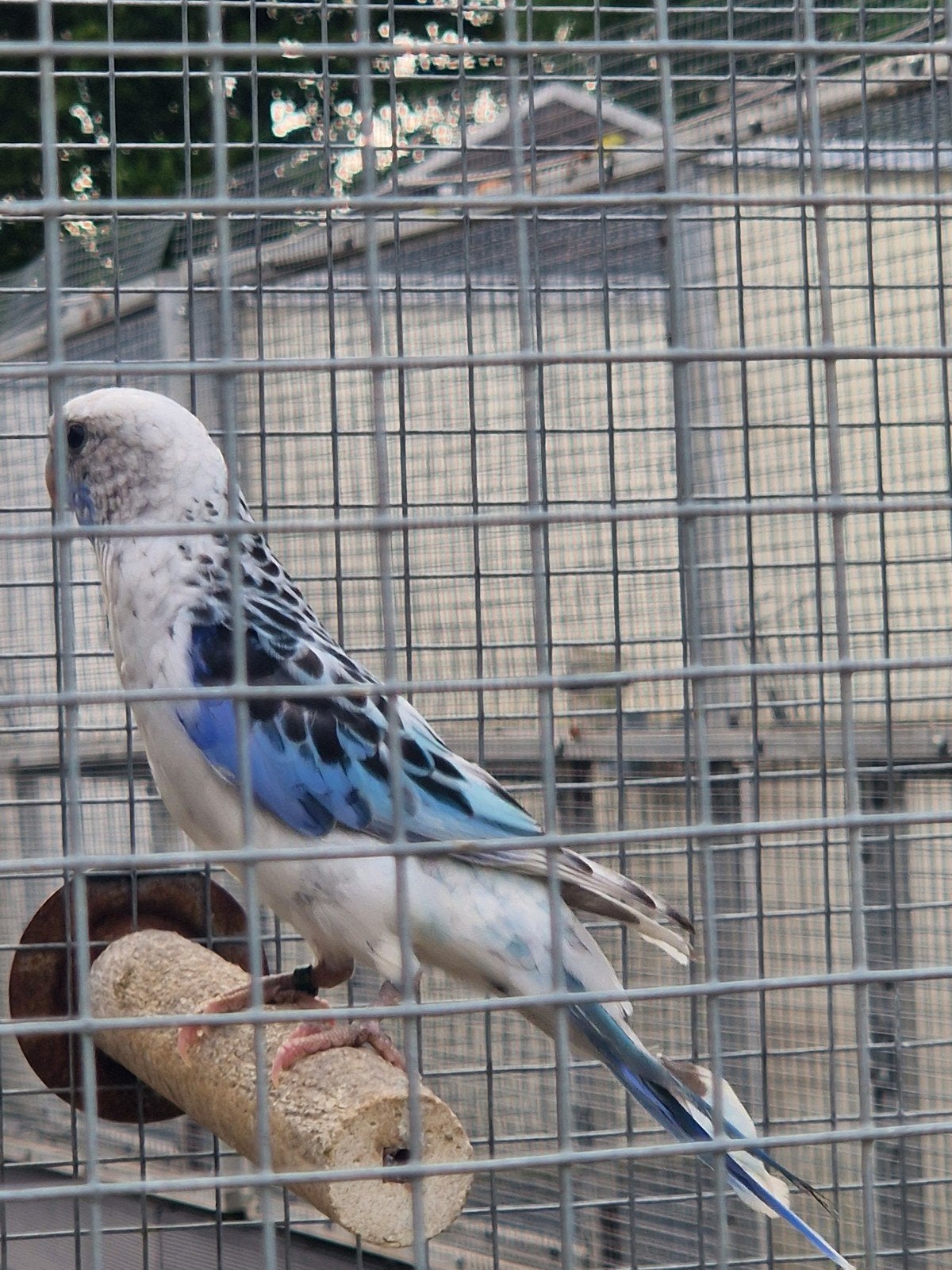 Rosella '26, Mâle, Perruche, Bagué