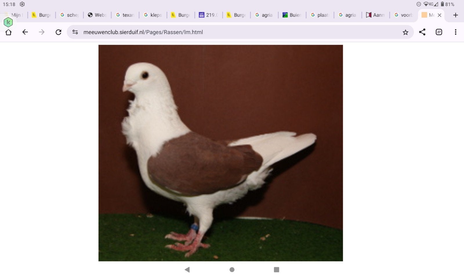 koppels Luikse meeuw rood te koop ook losse duivers, Dieren en Toebehoren, Meerdere dieren, Overige soorten