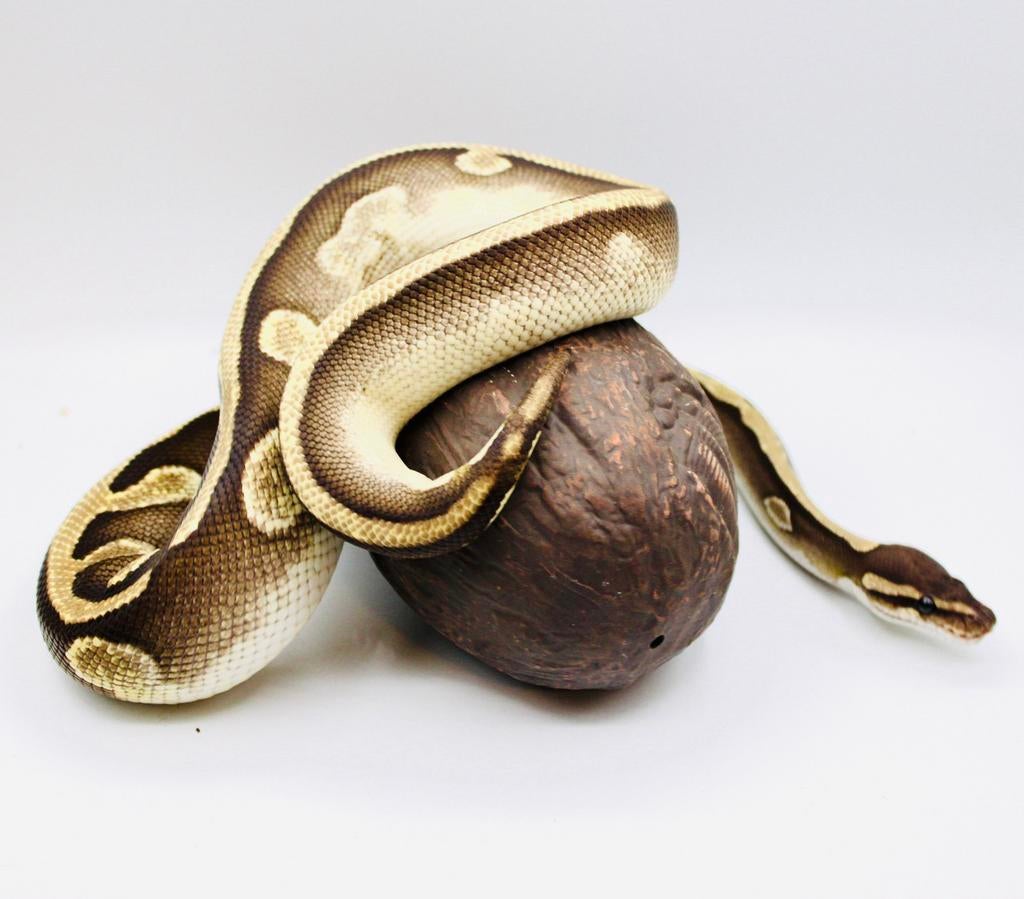 Ball Python /Koningspython /Regius Pthon/ Male, Enlèvement ou Envoi, Utilisé, Autres types