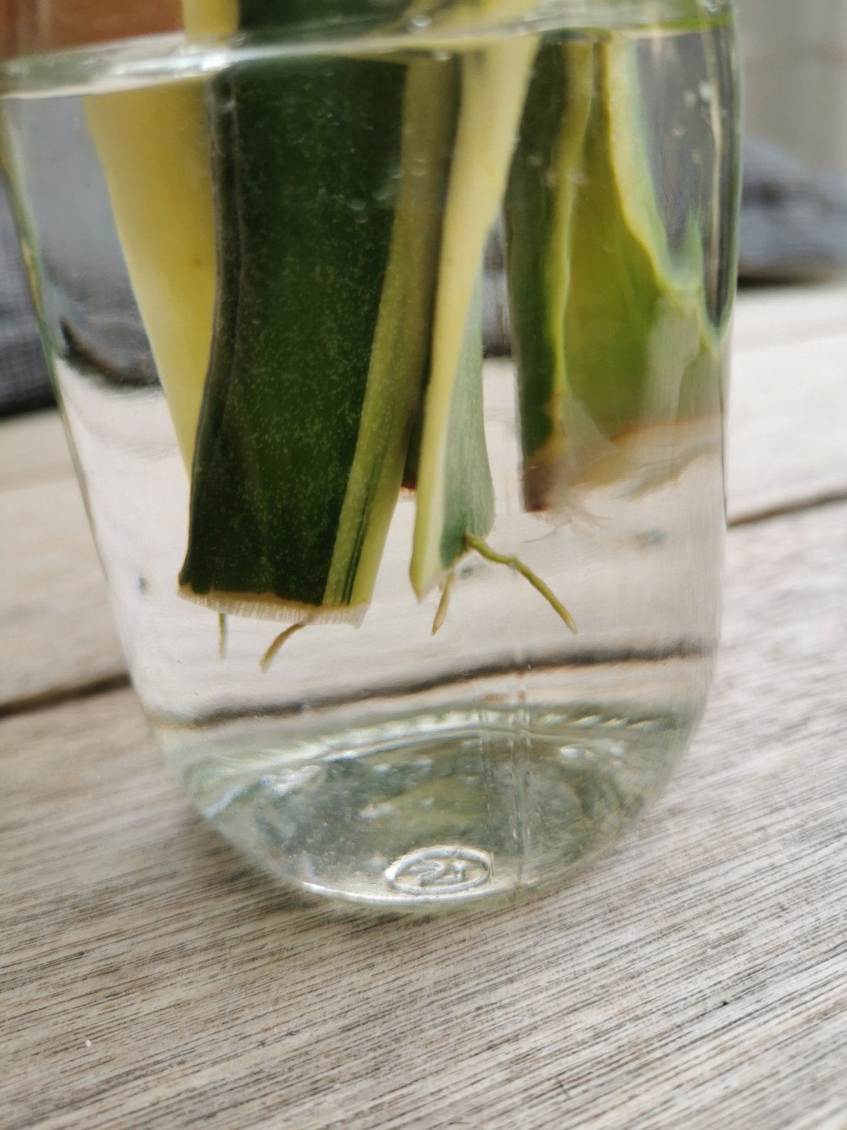 Sanseveria blad met worteltjes, prijs per scheut, Huis en Inrichting, Kamerplanten, Ophalen