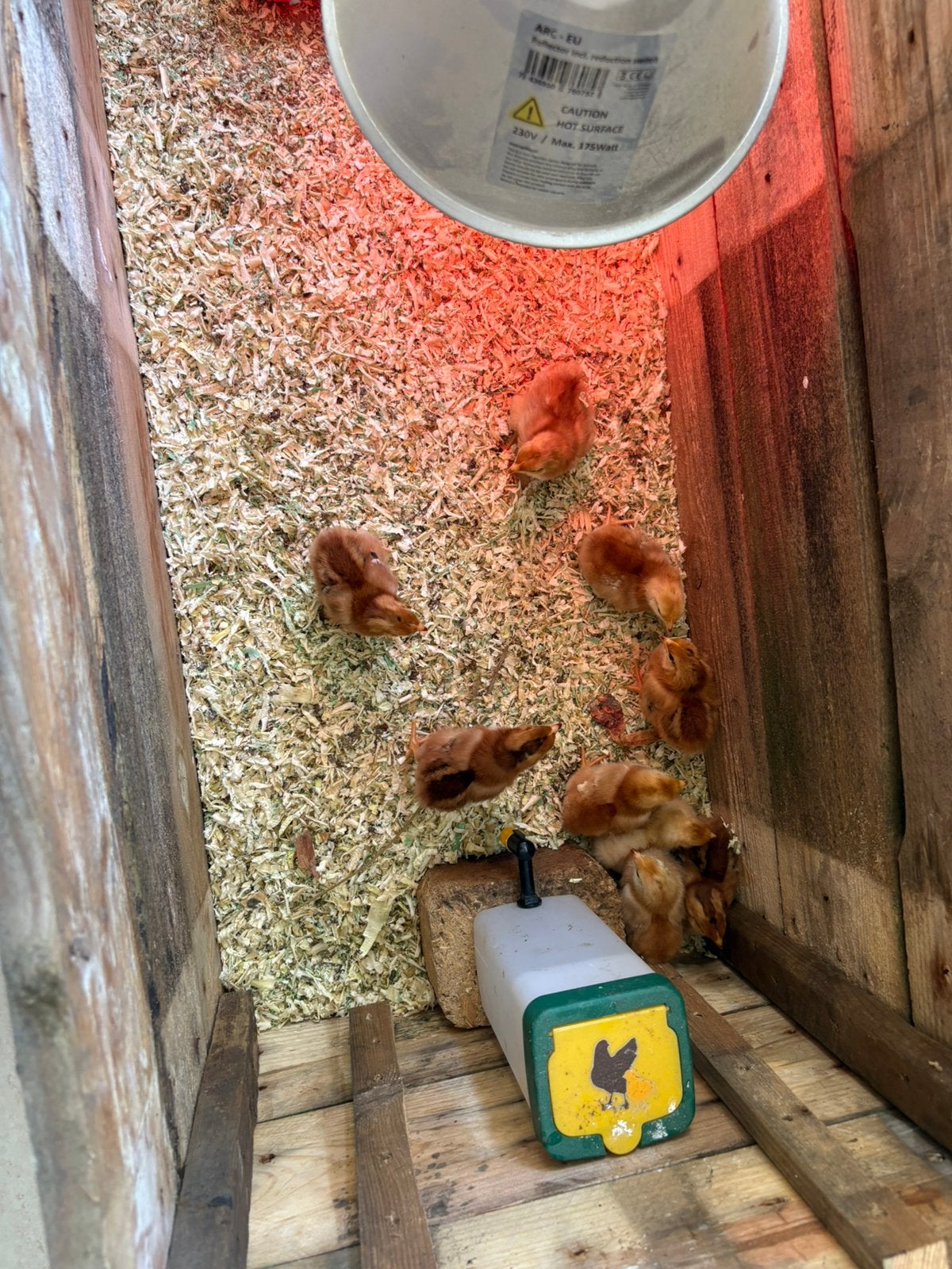 Jonge kuikens te koop 9 dagen oud