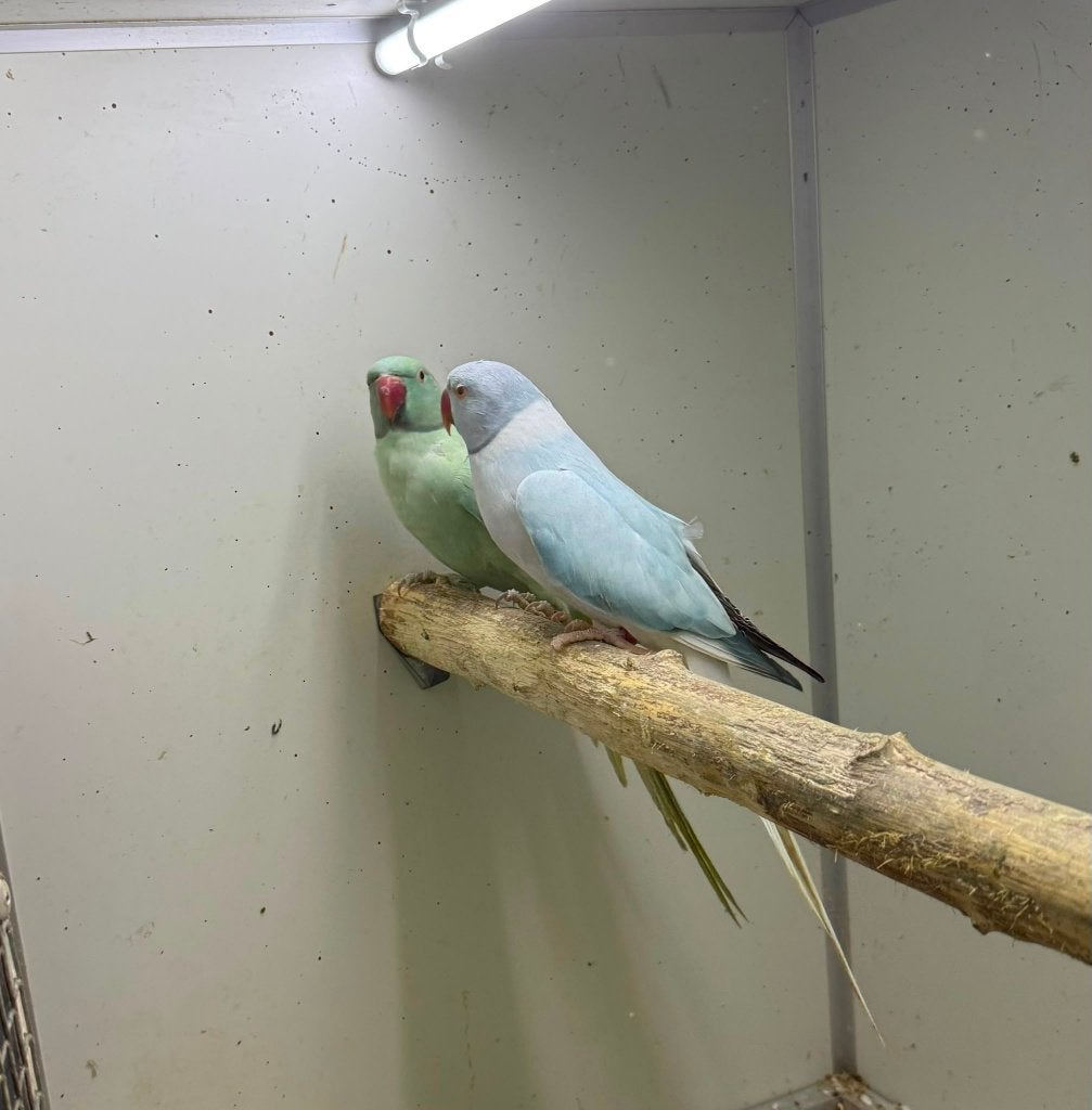 kweekkoppel halsbandparkieten aqua opaline wkws, Dieren en Toebehoren, Papegaai