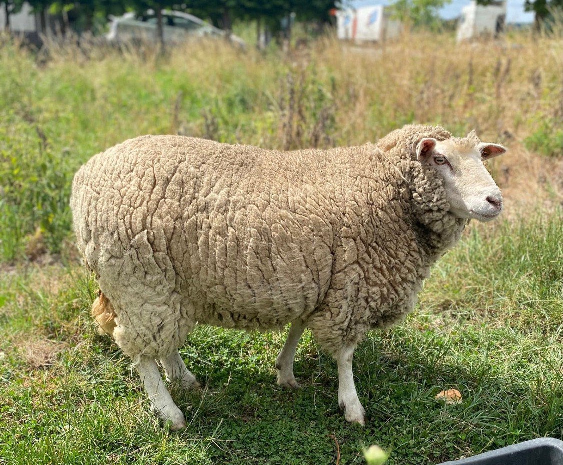 Ooi /schaap te koop, Dieren en Toebehoren, Schapen, Geiten en Varkens