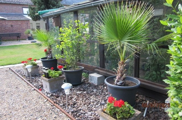 Palmbomen, Tuin en Terras, Planten | Tuinplanten, Ophalen, Bloeit niet, Vaste plant, Overige soorten