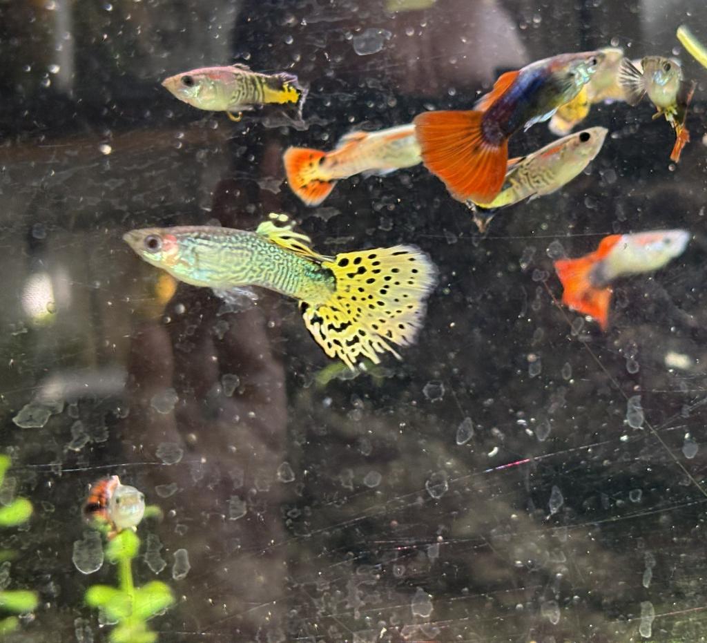Kleurrijke guppy's, Dieren en Toebehoren, Vissen | Aquariumvissen, Zoetwatervis, Vis