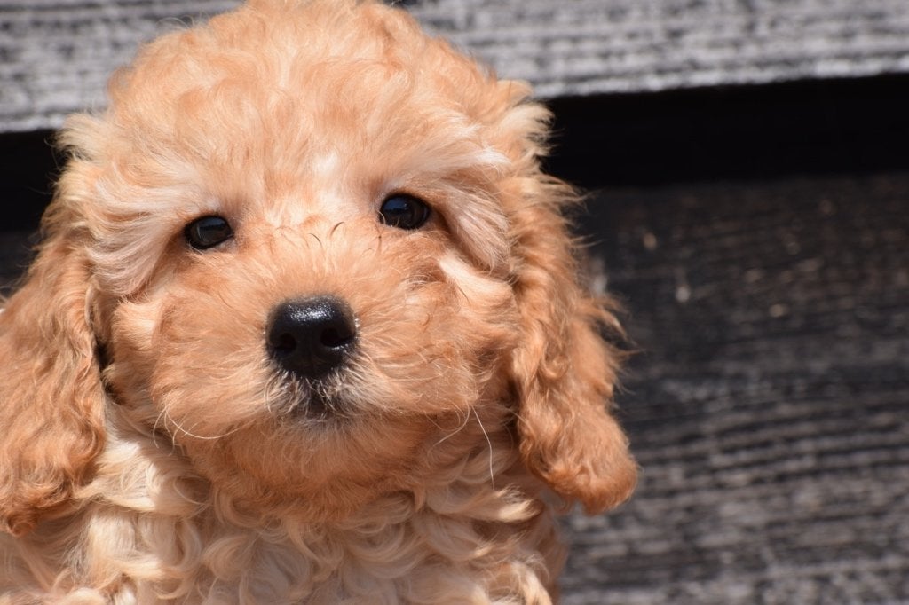 Nouveau nid pour chiots Cavapoo, Animaux & Accessoires, Chiens | Sans pedigree, Taille moyenne, Plusieurs animaux, Éleveur | Professionnel