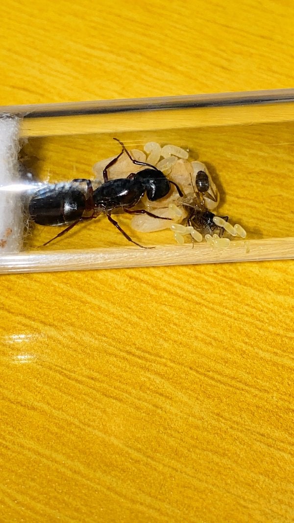 Camponotus Herculeanus koningin met 1-5 werksters, Dieren en Toebehoren, Mieren