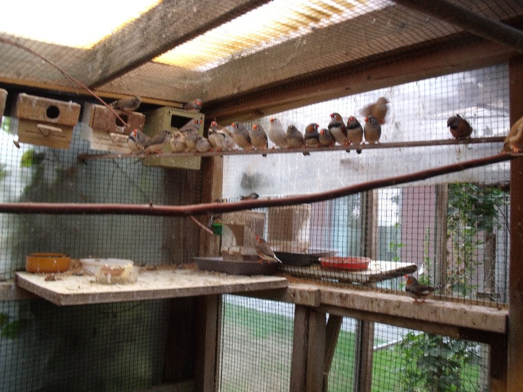 zebravinken, Dieren en Toebehoren, Vogels | Kanaries