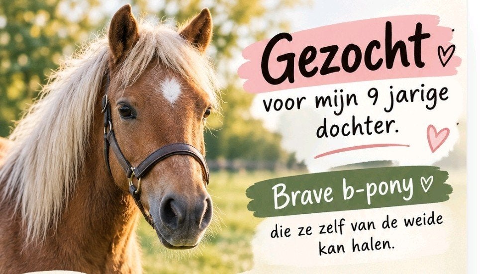 GEZOCHT: B-pony (schoft +/- 120-127), Dieren en Toebehoren, B, B pony (1.17m tot 1.27m)