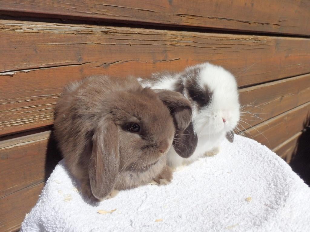 hd, couples, Animaux & Accessoires, Lapins, Nain, Plusieurs animaux, 0 à 2 ans, Oreilles tombantes