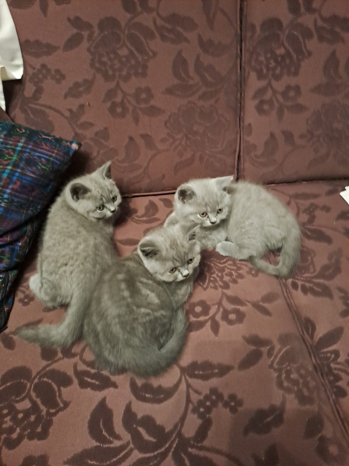 Britse korthaar kittens, Avec puce électronique, 0 à 2 ans