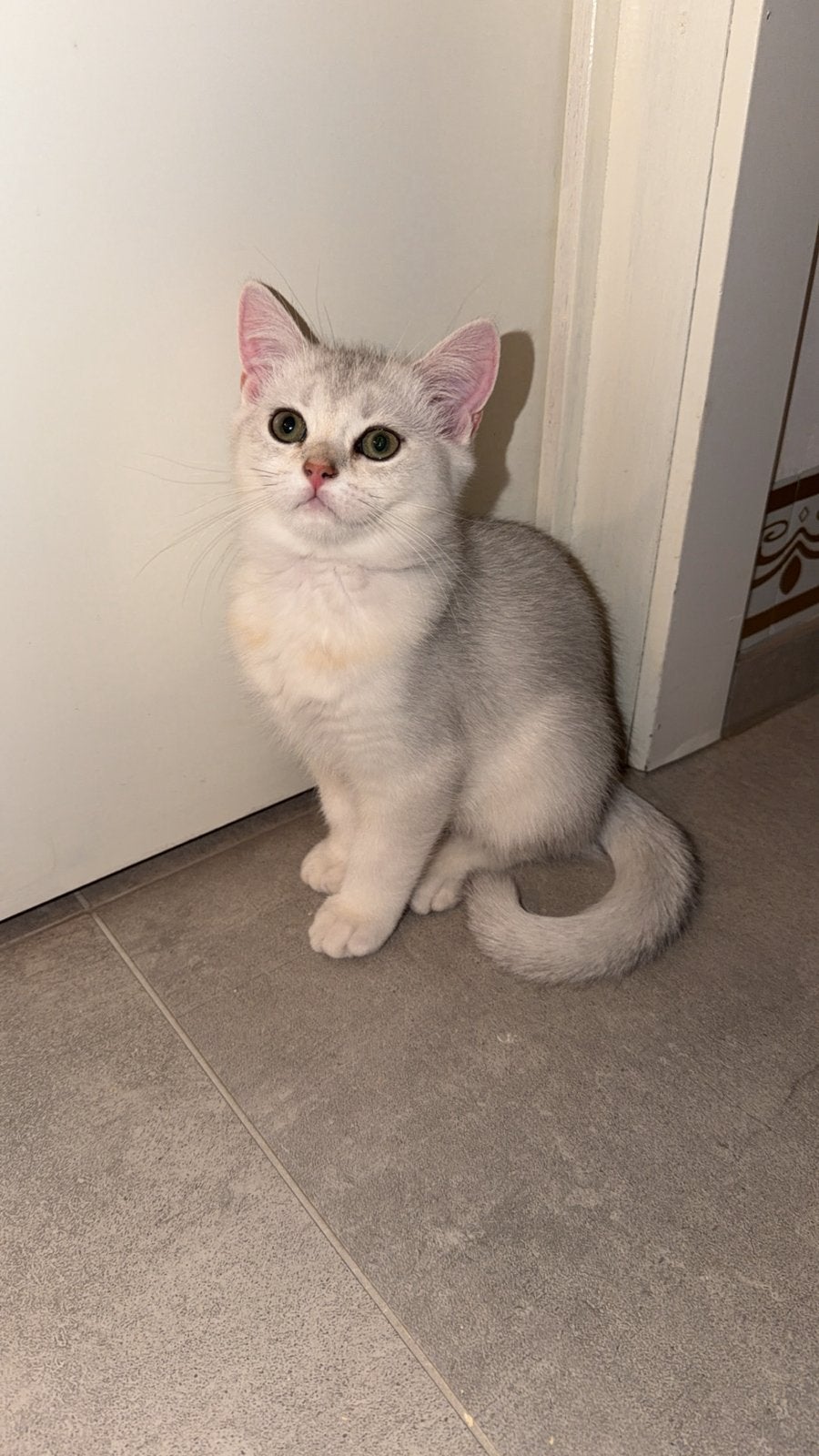 2 chatons British Shorthair à la recherche de leur famille, Plusieurs animaux, Avec pedigree, 0 à 2 ans