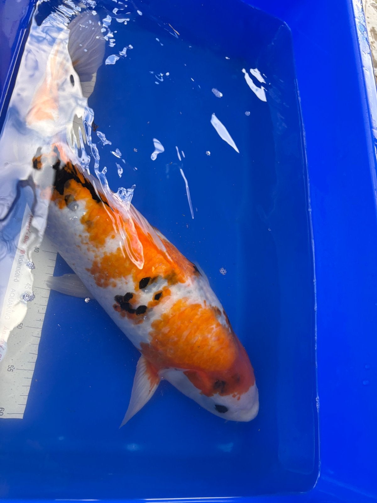 60 cm sanke koi, Dieren en Toebehoren