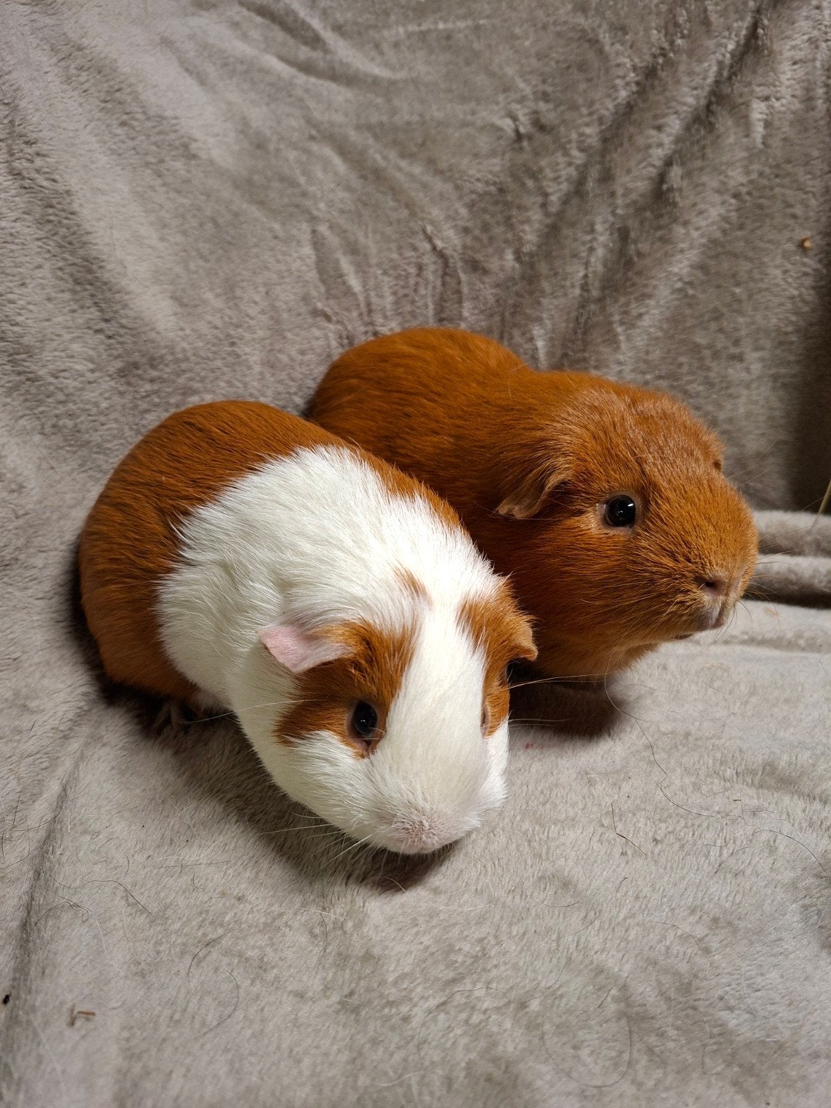 Vader en zoon cavia duo, Maart, Mannelijk, Cavia