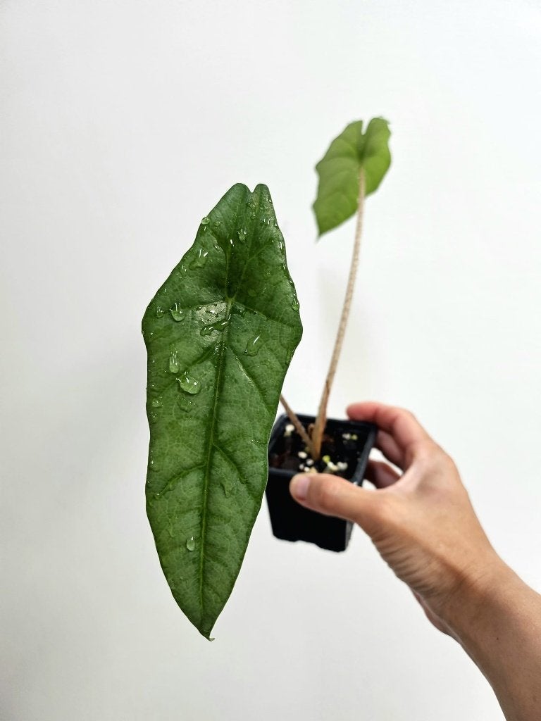 Alocasia Heterophylla #1, Maison & Meubles, Plantes d'intérieur, Autres espèces, En pot, Enlèvement ou Envoi, Moins de 100 cm