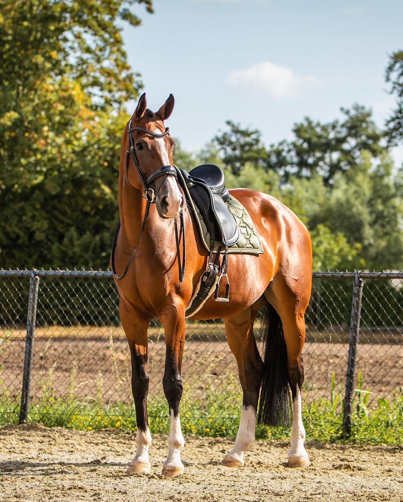 Prachtige grote dressuurmerrie met veel potentie, Animaux & Accessoires, Cheval de dressage, 175 cm ou plus, Z, 11 ans ou plus