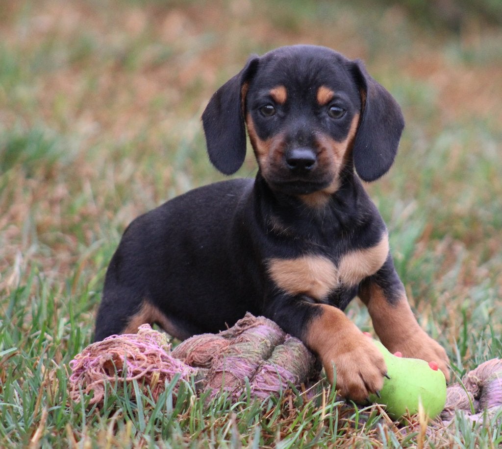 Teckel pups Black & tan korthaar, Dieren en Toebehoren, Honden | Teckels en Dashonden, België, Reu, CDV (hondenziekte), 8 tot 15 weken