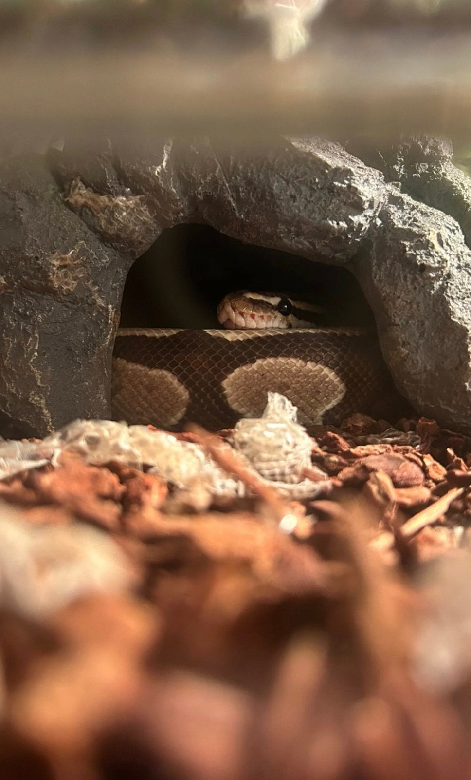Serpent King Python, Animaux & Accessoires, Reptiles & Amphibiens, Serpent, 3 à 6 ans, Domestique
