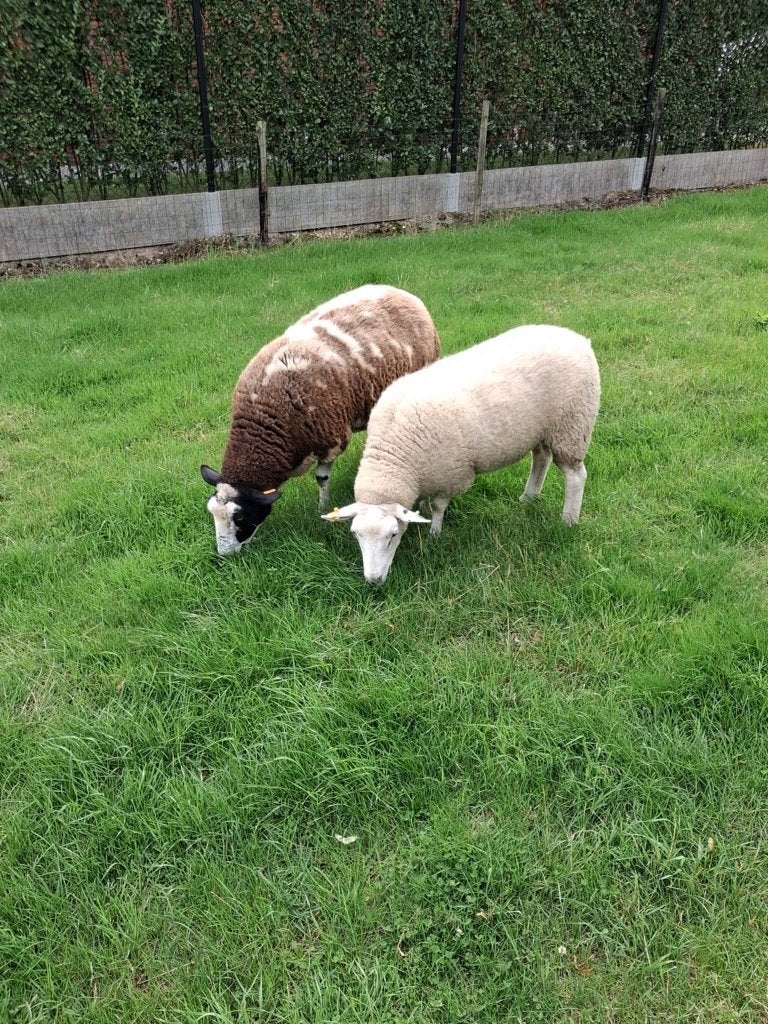 2 schapen ( ooien), Dieren en Toebehoren, Vrouwelijk, Schaap, 0 tot 2 jaar